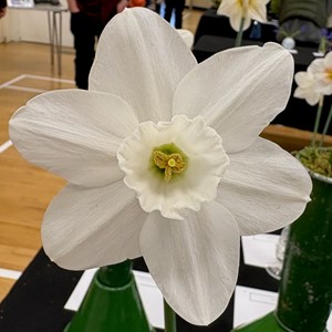 Mannings Heath & District Horticultural Society Photo Gallery
