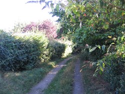 Dark Lane