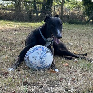 Norman - our sponsor dog.