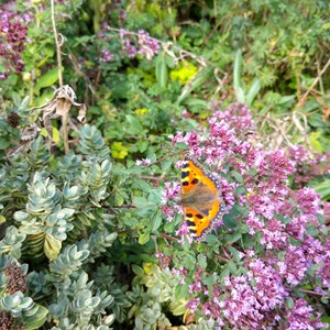 MINTING, GAUTBY & DISTRICT HERITAGE SOCIETY Local Fauna and Flora