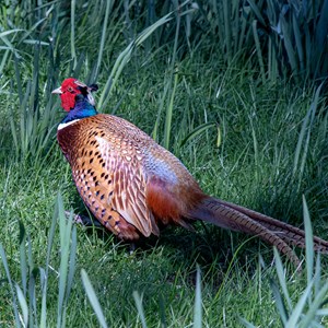 05. Visitor to the garden