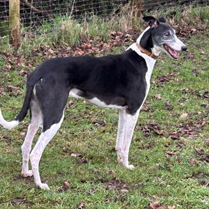Greyhound Trust Shropshire & Borders Gent - with Greyhound Trust North Wales