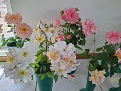 Bucklebury and Marlston Horticultural Society Autumn Show Report 2026