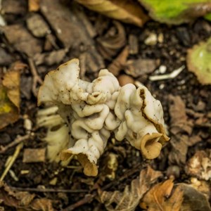 October Fungi on multi-user path