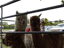 2025 VE 80th Celebrations