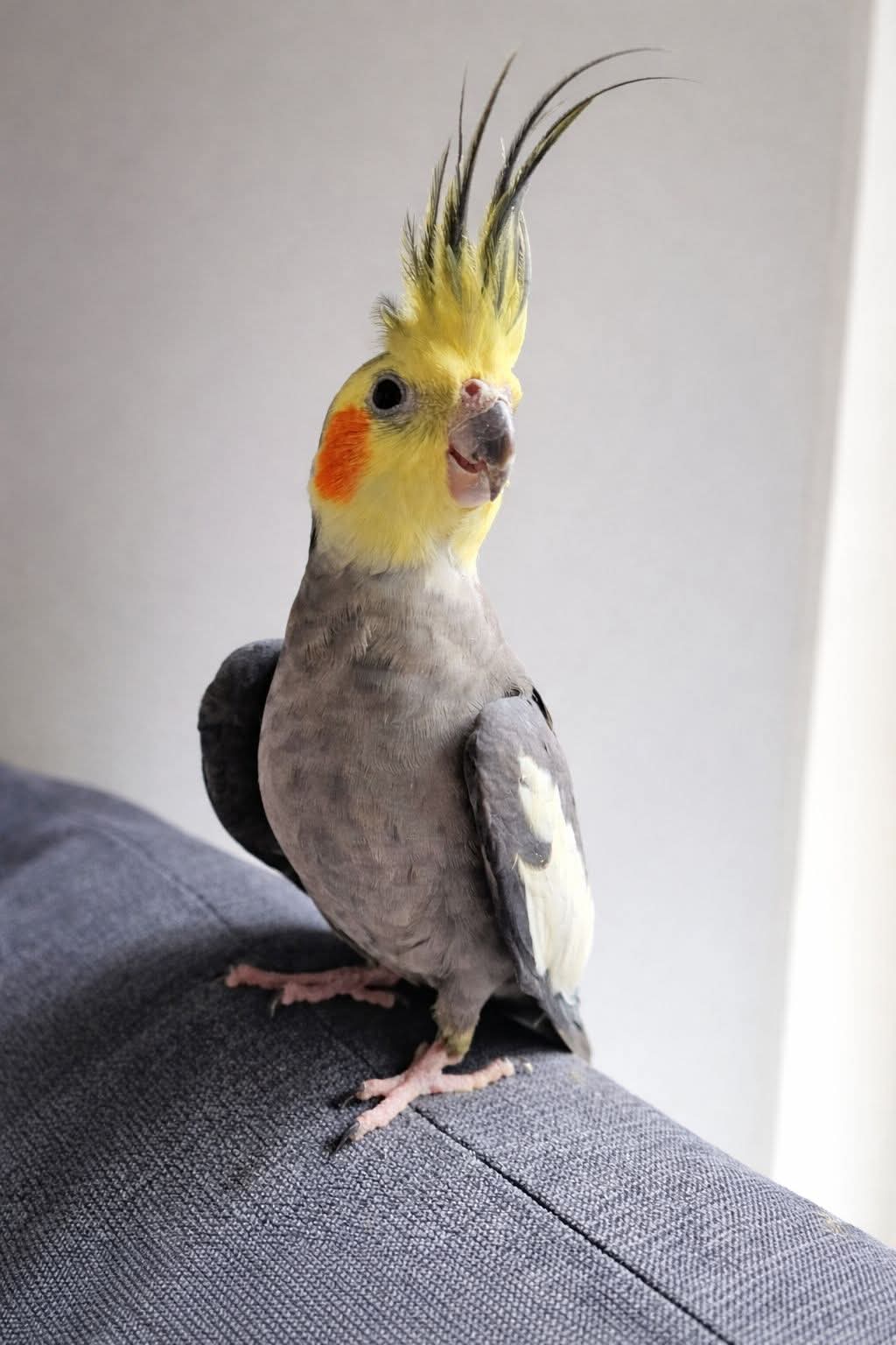 Bluey — Cockatiel | Adopted 10 July 2026 💚
