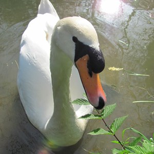 FACE-IT Image gallery