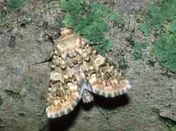 Vipers Bugloss Moth