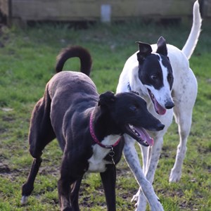 Greyhound Trust Shropshire & Borders Fizz and Chardonnay