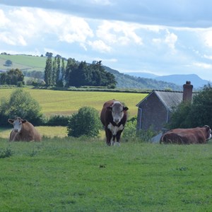 02. Roger's Long Horn Cows & Geroge the Bull