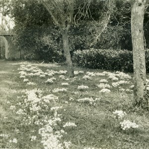 Snowdrops outside Walled Garden