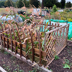 Allotment 33