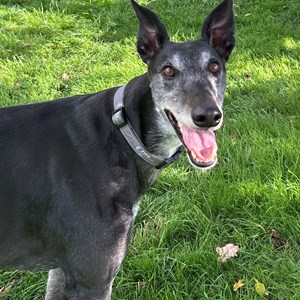 Lenny - visit his page for more information.
