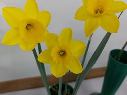 Bucklebury and Marlston Horticultural Society Spring Show Report 2026