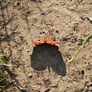 Butterfly shadow - Phil Taylor