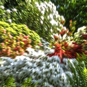 06. Flower wow