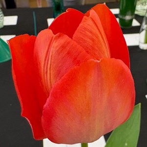 Mannings Heath & District Horticultural Society Photo Gallery