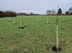 Marden Parish Council Parish Owned Trees