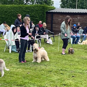 Whixall Social Centre Whixall Companion Dog Show 2024