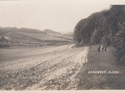 Northern edge of Ackender Wood c1920