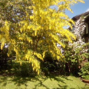 Moston Parish Council Moston in Bloom