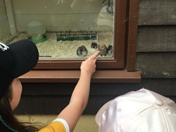 Children viewing animals at Rare Breeds Centre