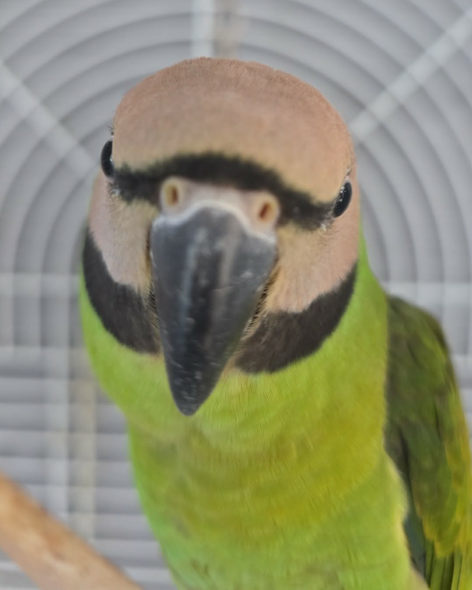 Coco 🕊️ Forever in Our Hearts ❤️