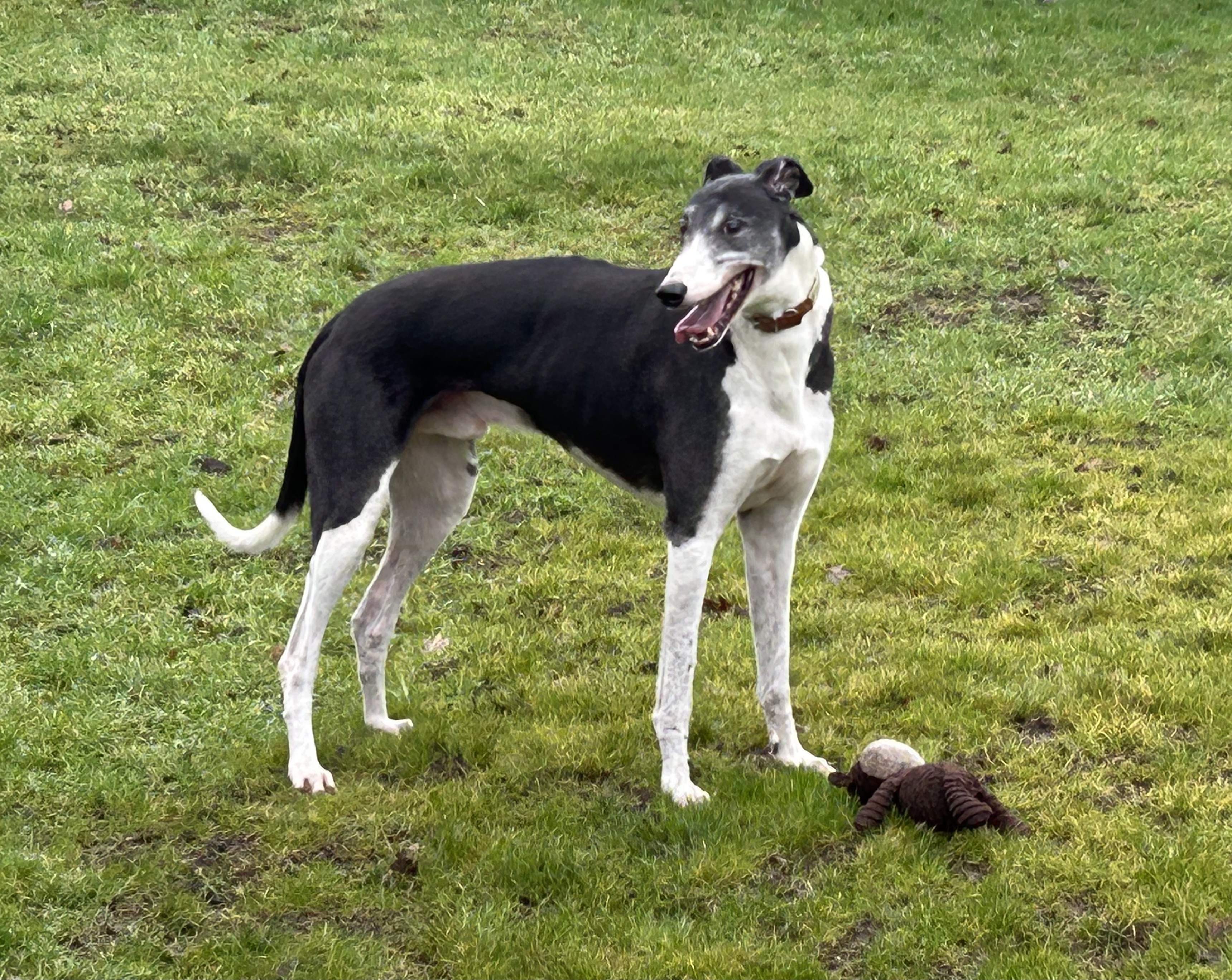Greyhound Trust Shropshire & Borders Gent - with Greyhound Trust North Wales