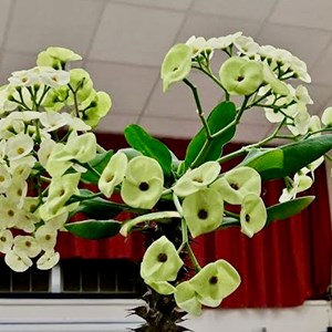 Mannings Heath & District Horticultural Society Summer Show 2025