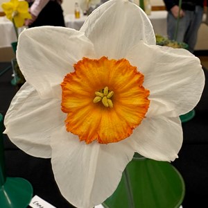 Mannings Heath & District Horticultural Society Photo Gallery