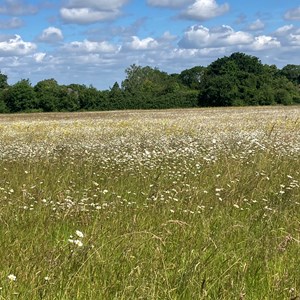 Northfield Open Space