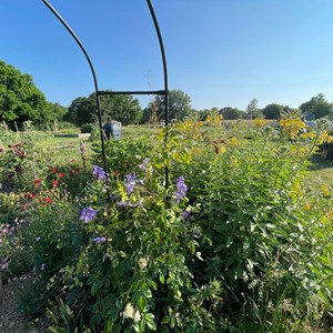 Benenden Parish Council Allotment Association