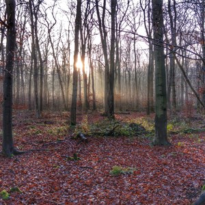 New Park Wood