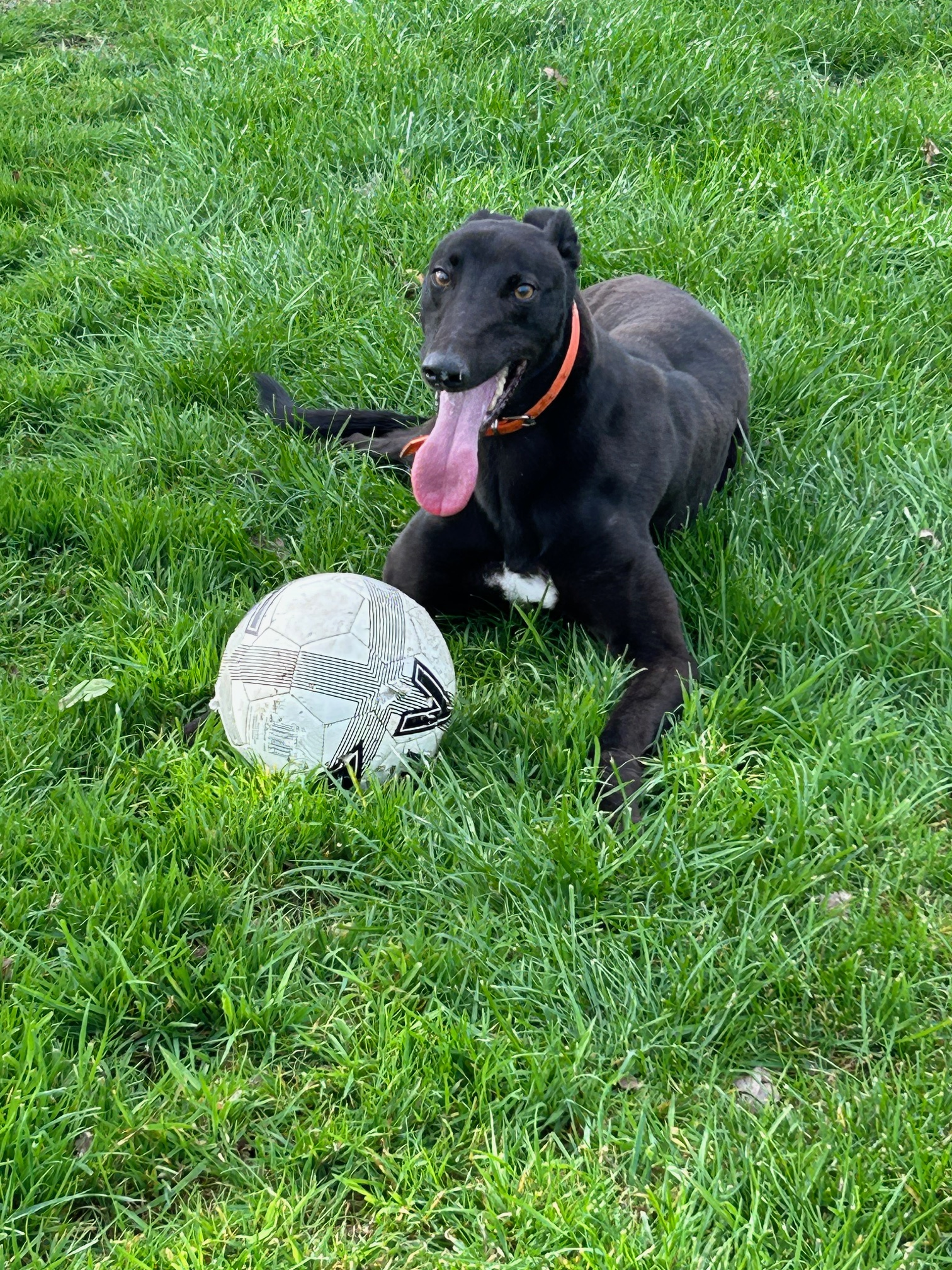 Greyhound Trust Shropshire & Borders Bestie