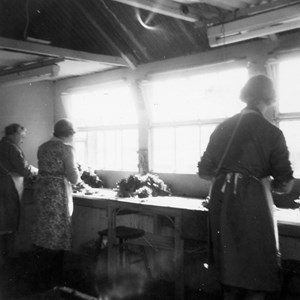 Workers preparing bunches of cress ready for packing.