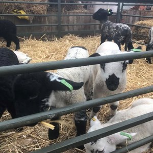 Buckland Dinham Nature Group