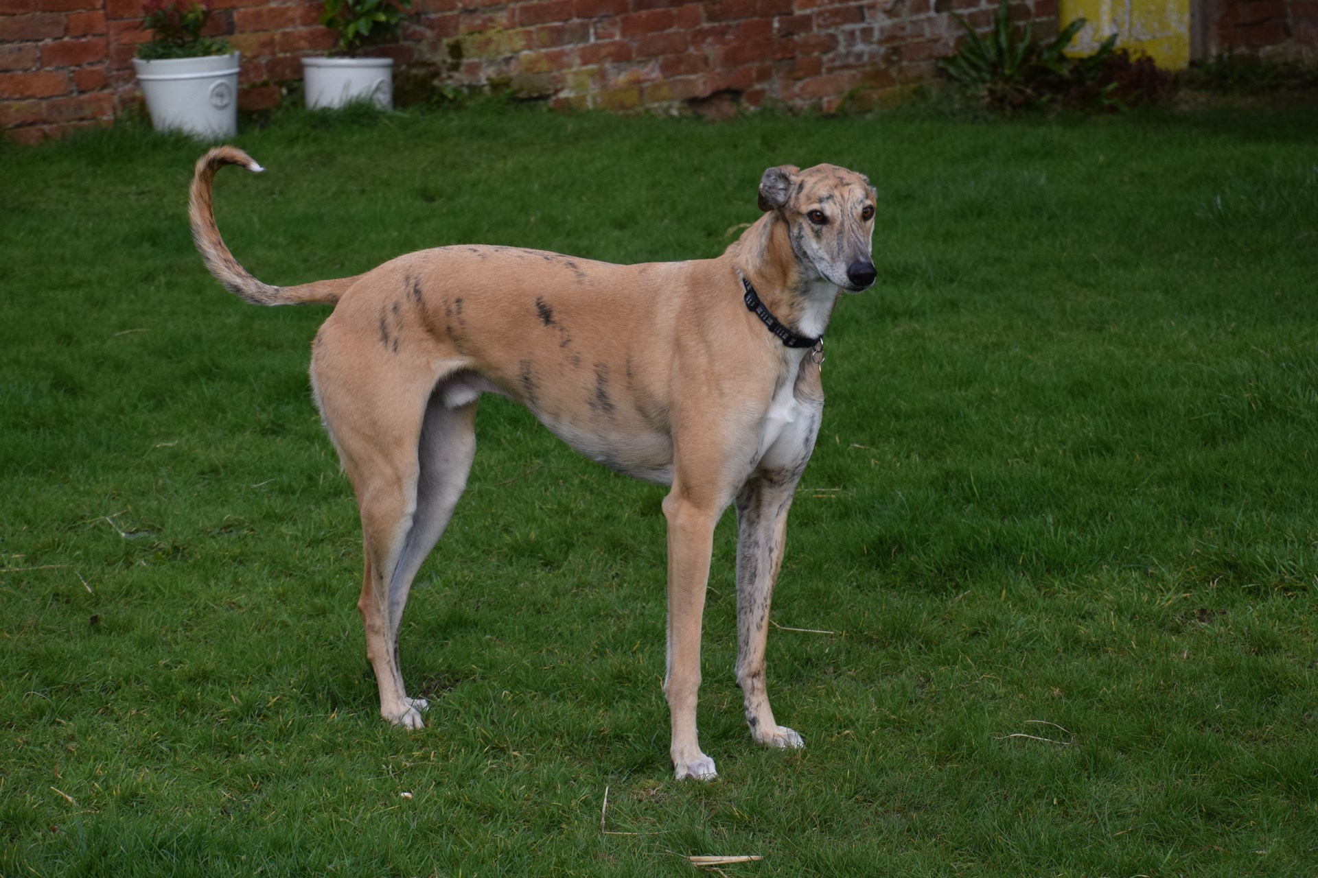 Greyhound Trust Shropshire & Borders James