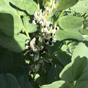John Audsley: Broad Bean Flowers - These give me hope for a good crop. Planted last October, they should be black fly free.