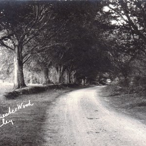Old Winchester Wood - I believe this is actually Hill Farm Road,Monkwood - c1920