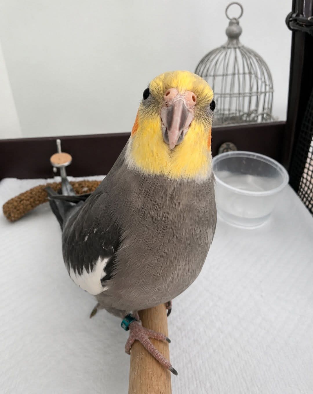 Lucky — Cockatiel | Adopted 15 July 2026 💛