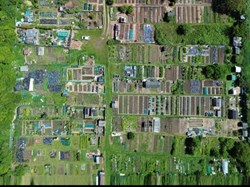 Cliffe and Cliffe Woods Parish Council Cliffe Allotments
