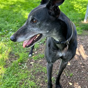 Greyhound Trust Shropshire & Borders Lenny