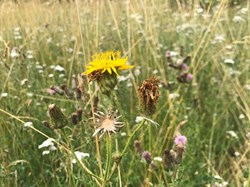 Sustainable Bourne Valley Lush Meadow