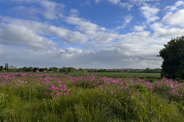 Picture of the Week-Looking out beyond the Village