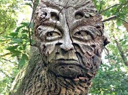 A replica of the Bamberg Green Manis carved into the end of a lopped branch of a living oak tree. The tree stands on the north side of Mud Lane, a green lane that follows the northern edge of the Parish of Wootton Rivers. Carver of this one unknown. ©KB