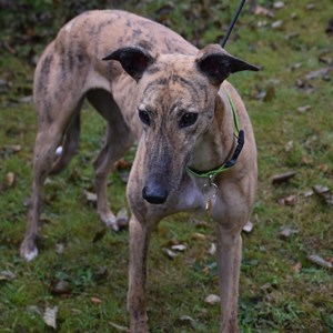 Greyhound Trust Shropshire & Borders Kim