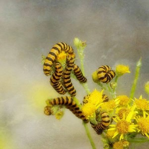 Cinnabar Caterpillar on Ragwort