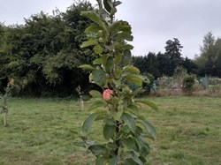 Kingsclere Parish Council Community Orchard