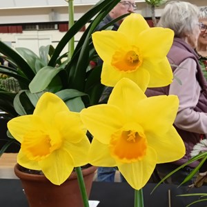 Mannings Heath & District Horticultural Society Photo Gallery