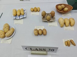 Bucklebury and Marlston Horticultural Society Summer Show Report and Awards 2025